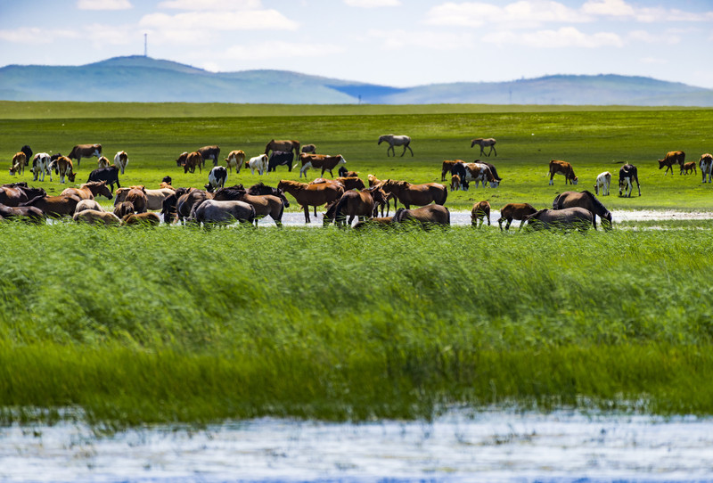 内蒙古之瑰丽,古风词韵描绘的草原风情